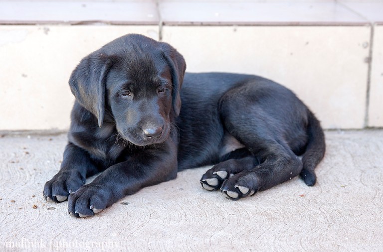 Mosa - Our Little Black Labrador